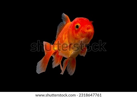 goldfish. fish from China. ornamental fish in the aquarium