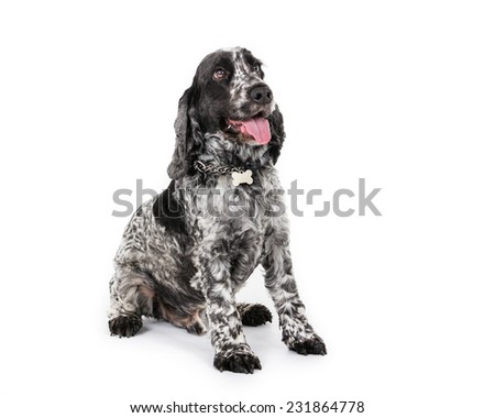 Picture of a cocker spaniel sitting with his tongue out.