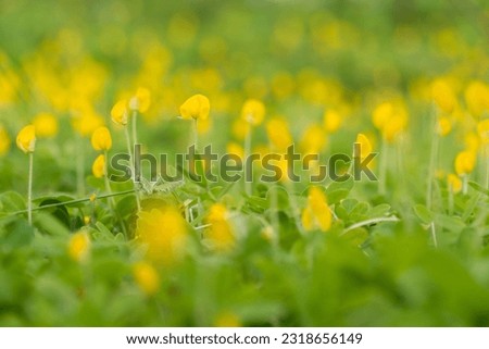 The bright yellow peanut flowers bloom on the bright green foliage, in the sunshine. Nature trees and beautiful flowers. Your cover photo and ideas.