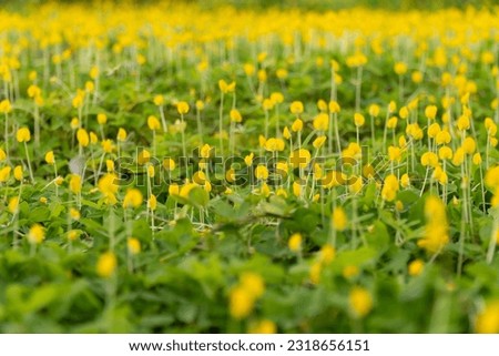 The bright yellow peanut flowers bloom on the bright green foliage, in the sunshine. Nature trees and beautiful flowers. Your cover photo and ideas.