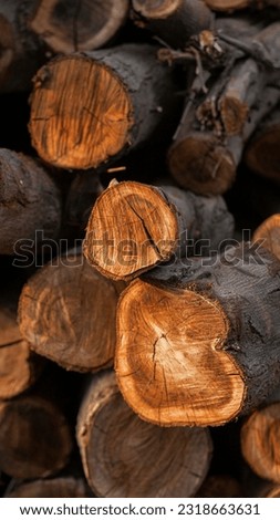 Forest pine and spruce trees. Log trunks pile, the logging timber wood industry. Wide banner or panorama wooden trunks. Log spruce trunks pile. Sawn trees from the forest. Logging timber wood industry Royalty-Free Stock Photo #2318663631