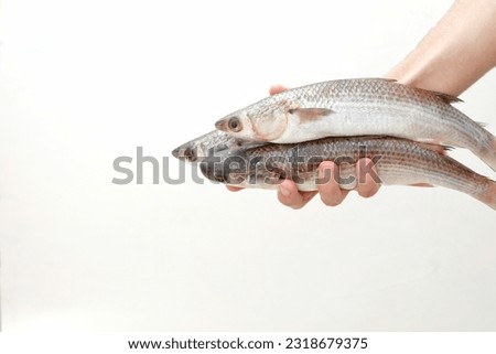 Freshly caught fish in hand on white background