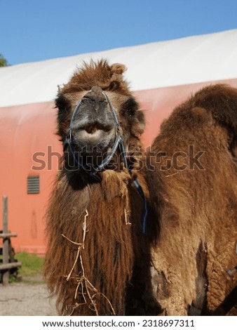 A dark and very hairy camel. We mainly see the head and neck. Royalty-Free Stock Photo #2318697311