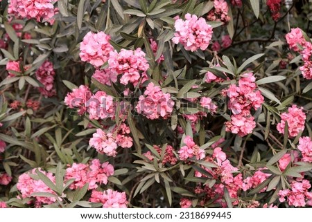 French rose pink Oleander flowers (double) (Nerium oleander) with green leaves.