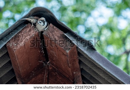 Sparrows make a nest under the roof. Royalty-Free Stock Photo #2318702435
