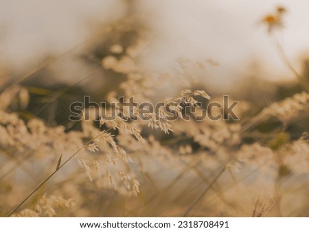 Reed flowers close-up in beautiful and vague classical yellow light. Warm color nature photo. Soft focus. Meadow mop. Royalty-Free Stock Photo #2318708491