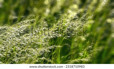 blooming grasses in the wind on blurred fresh green background with sunny bokeh lights, concept for pollen allergy season with space for text or products Royalty-Free Stock Photo #2318710983