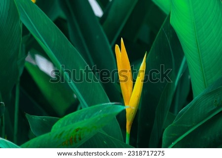 Large dark green leaves background with dark contrast. Dark green nature background. Cover photo of nature, environment.