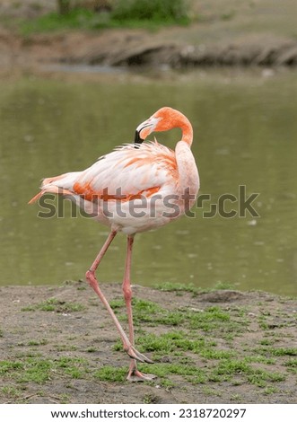  The American flamingo (Phoenicopterus ruber) is a large species of flamingo also known as the Caribbean flamingo Royalty-Free Stock Photo #2318720297