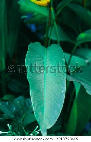 Large dark green leaves with green leaves behind. Leaf background. Green nature background.