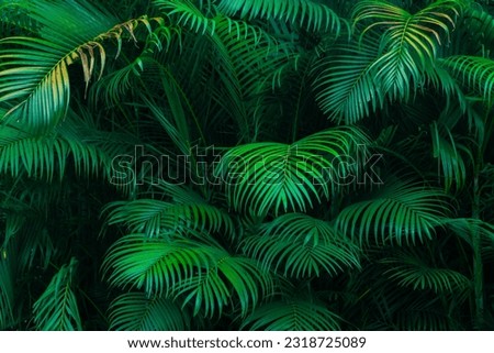 Dark green ornamental coconut leaf background with dark contrast. Dark green nature background. Cover photo background, wallpaper.