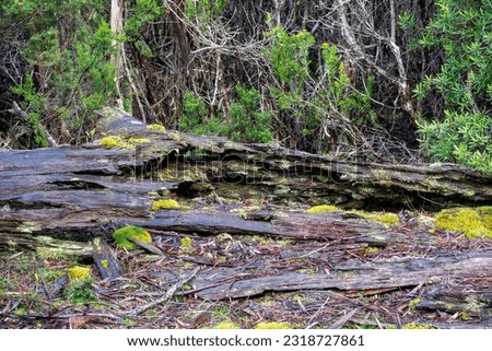 Moss and lichens on rotting log on the forest floor, Cradle Mountain - Lake St Clair National Park, Tasmania, Australia Royalty-Free Stock Photo #2318727861