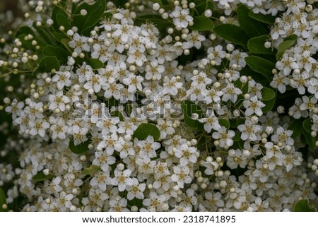 Viburnum tinus. The viburnum vat is a plant of the Caprifoliaceae family, widespread in the Mediterranean basin and in south-eastern Europe, commonly called laurotino or lentiline.