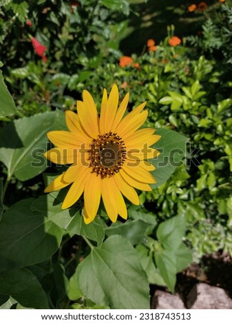 Real Zoom Picture of Sunflower 