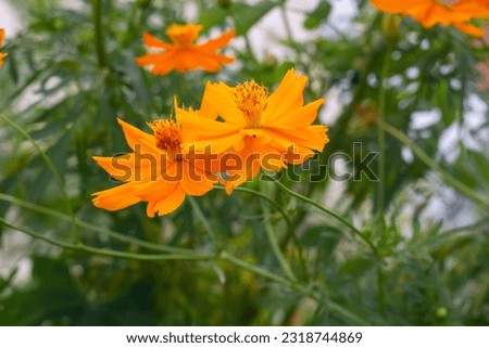 Beautiful orange cosmos flower bloom with sunlight in the garden on blur nature background.