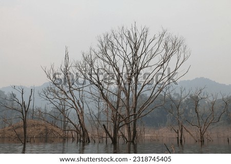 Dead trees from prolonged flooding due to hydroelectric dams. A somber scene with lifeless skeletons standing against a stagnant, murky water body. Royalty-Free Stock Photo #2318745405