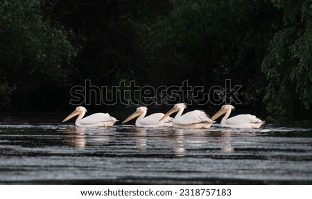 pelicans on the lake at sunset