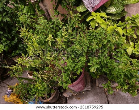 this Tulasi plant picture is taken from my mobile camera. Tulsi (Ocimum sanctum), also known as holy basil and Tulasi, is one of the most revered herbs in the Ayurvedic Plant Considered sacred..