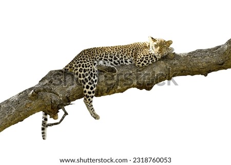 A horizontal, full length, low angle colour photo of a leopard, Panthera pardus, resting in a dead tree against a white background in the Greater Kruger Transfrontier Park, South Africa Royalty-Free Stock Photo #2318760053