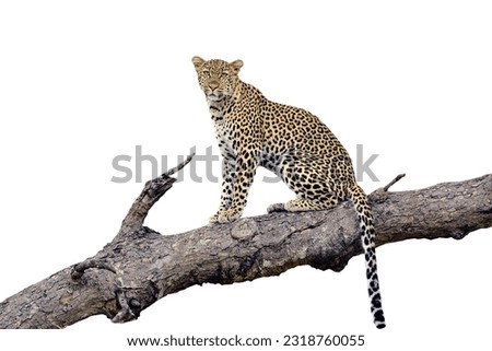A horizontal, full length, low angle colour photo of a leopard, Panthera pardus, resting in a dead tree against a white background in the Greater Kruger Transfrontier Park, South Africa. Royalty-Free Stock Photo #2318760055