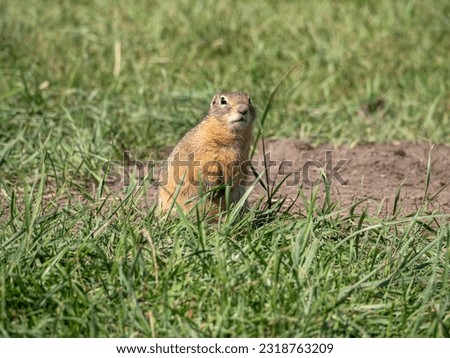 A prairie dog is looking at a camera on a grassy lawn.