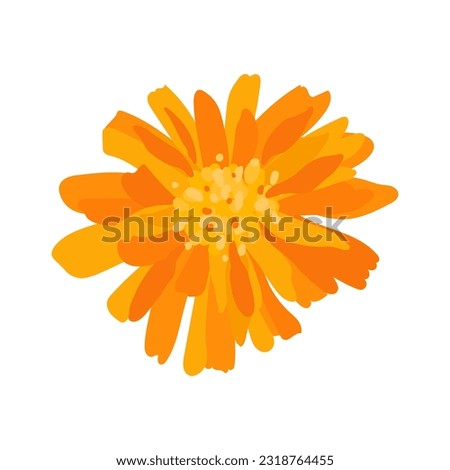 calendula close-up from above. blooming marigold illustration Royalty-Free Stock Photo #2318764455