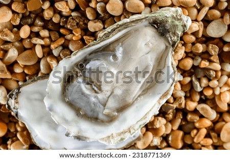 Sensory Delight: Exquisite Close-Up of Fresh Raw Oysters in Shell, Captured in 4K Resolution