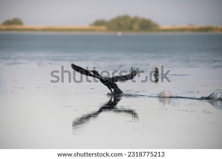 great cormorant bird in the delta