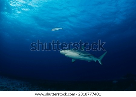 Caribbean Reef Shark (Carcharhinus perezi). Tiger Beach, Bahamas