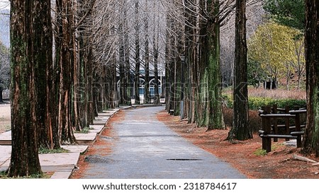 Autumn arboretum landscape, walking trails and forest with fallen leaves, Jinju Arboretum, Gyeongnam
