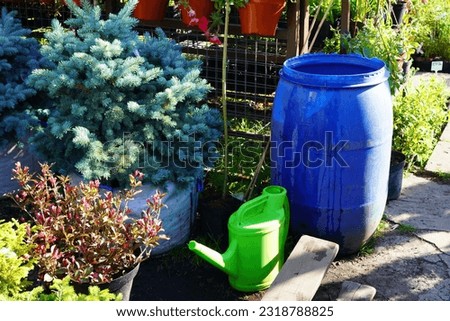 a plant nursery with a blue spruce tree near a blue water barrel and a green watering can for watering during the summer drought