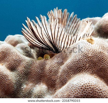A white Tube worm in a shallow reef Boracay Island Philiipines