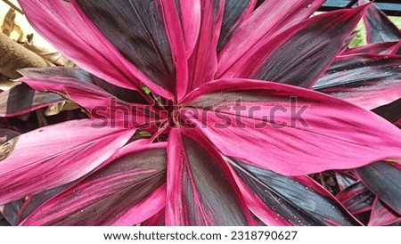 red dracaena leaves, known in Indonesia as red hanjuang leaves, seen from above, good for sampling