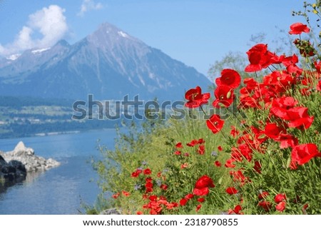 poppies on the background of mountains and a lake Thun in Switzerland