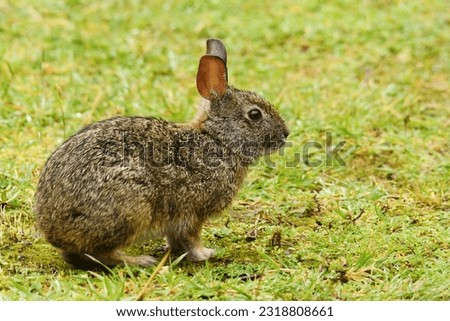 Andean Forest Rabbit (Sylvilagus brasiliensis andinus) in northwestern Ecuador) Royalty-Free Stock Photo #2318808661