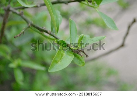 Tree branch adorned with vibrant green leaves of the fresh Lemon fruit