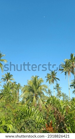 Coconut trees in South Kalimantan - Indonesia