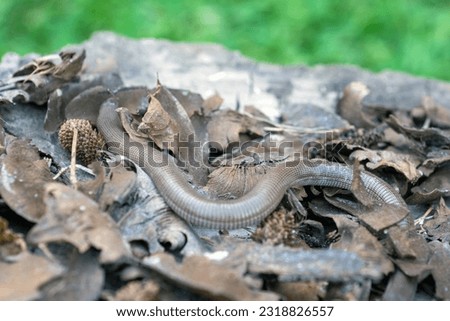 The Iberian worm lizard Close up