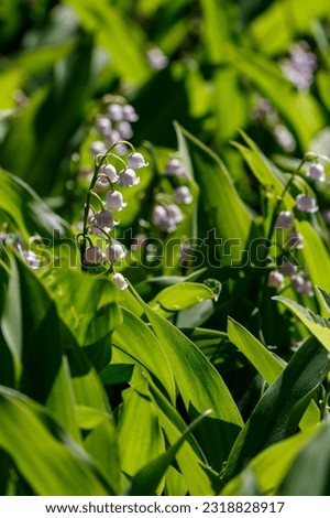 Flowering of lilies of the a valley. Convallaria majalis is medicinal plant in the garden