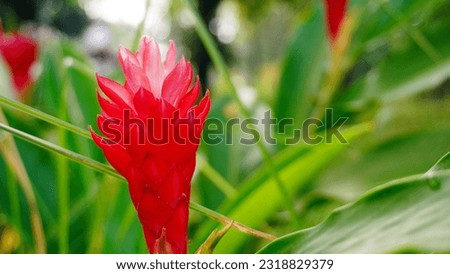 a picture of red flower blooming at the garden