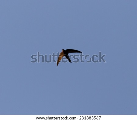 a bird in the blue sky