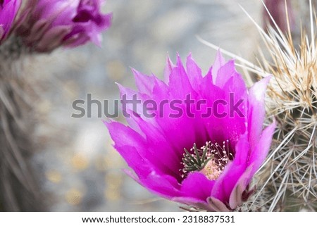 The purple blooms of the hedgehog cactus (Echinocereus triglochidiatus), or Claretcup cactus of Arizona in full sunlight. Royalty-Free Stock Photo #2318837531