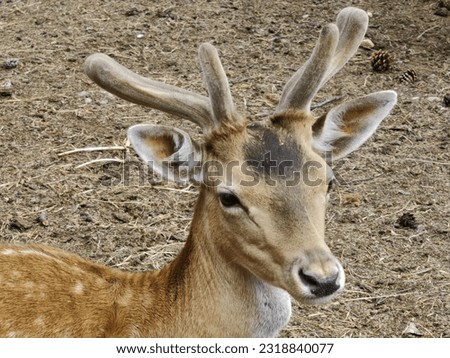 Portrait of the young deer foe. Beautiful animal. At the farm. 	Pecora. Artiodactyla. Royalty-Free Stock Photo #2318840077