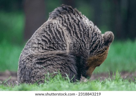 A brown bear is picking some food