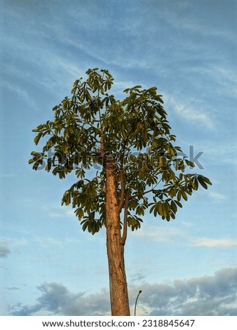 Shade tree against cloudy blue sky background