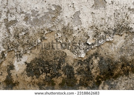 Mold or fungus on a wall.