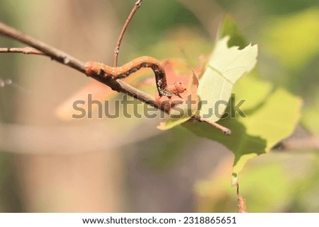 Worm on tree in rural mountain forest