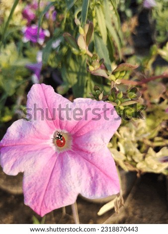 ladybug on the beautiful flower