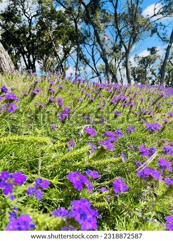 Purple flowers in a field with trees
