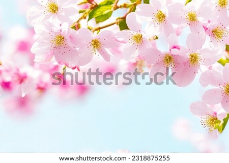 Cherry blossom background, Blurred pastel pink tone, Soft focus, there is an area for text in the corners of the picture. Royalty-Free Stock Photo #2318875255